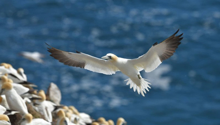 Chú chim chân thật đến từng chi tiết khi chụp bằng máy ảnh Nikon D850