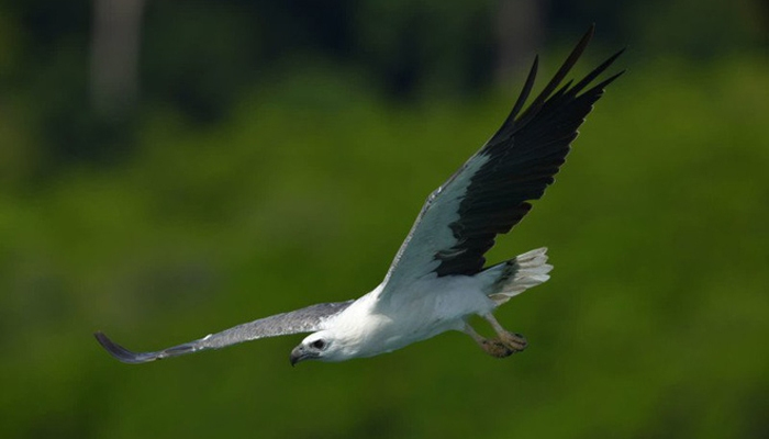 Cảnh đáp xuống của chú chim khi chụp bằng máy ảnh Nikon D850