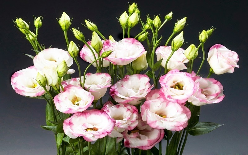 Hoa cát tường mang ý nghĩa là hạnh phúc