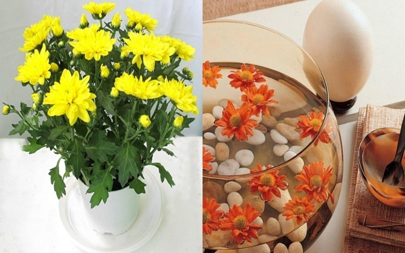 Trang trí nổi bật cho căn nhà bằng hoa cúc