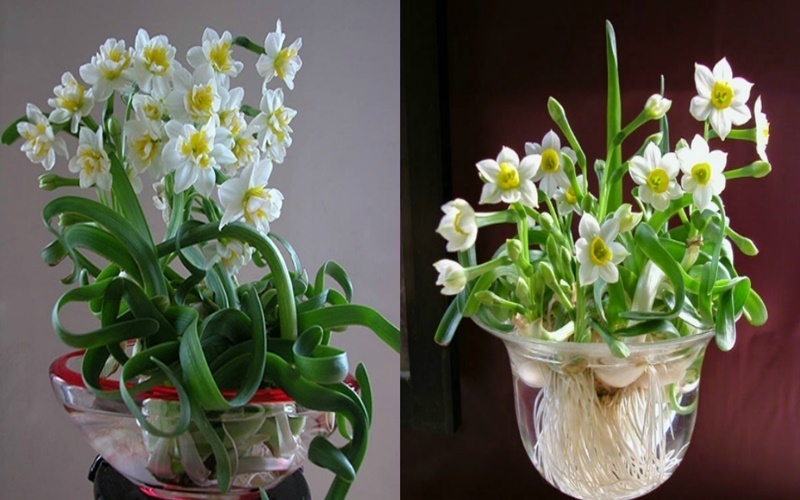Hoa thủy tiên có nhiều kiểu dáng độc đáo