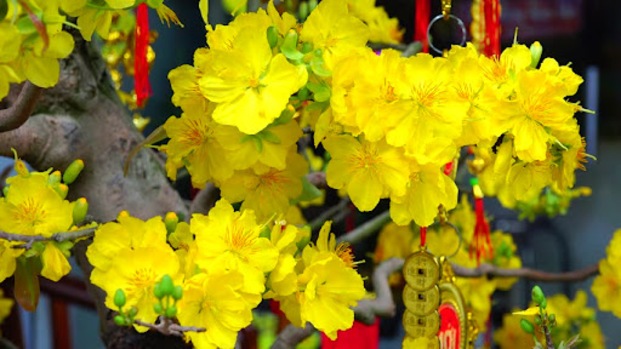Tổng hợp những hình ảnh hoa mai đẹp nhất - MaiVang.Online