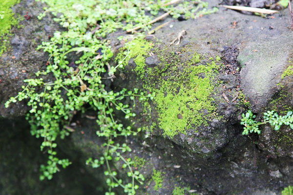 Sinh tố rêu - Một ly sinh tố rêu giúp bạn thư giãn và tăng cường sức khỏe hiệu quả. Hình ảnh của nó sẽ đưa bạn đến một thế giới ngập tràn đầy ngọt ngào và mát mẻ. Cùng xem hình ảnh về sinh tố rêu và tìm hiểu các công dụng tuyệt vời mà nó mang lại!