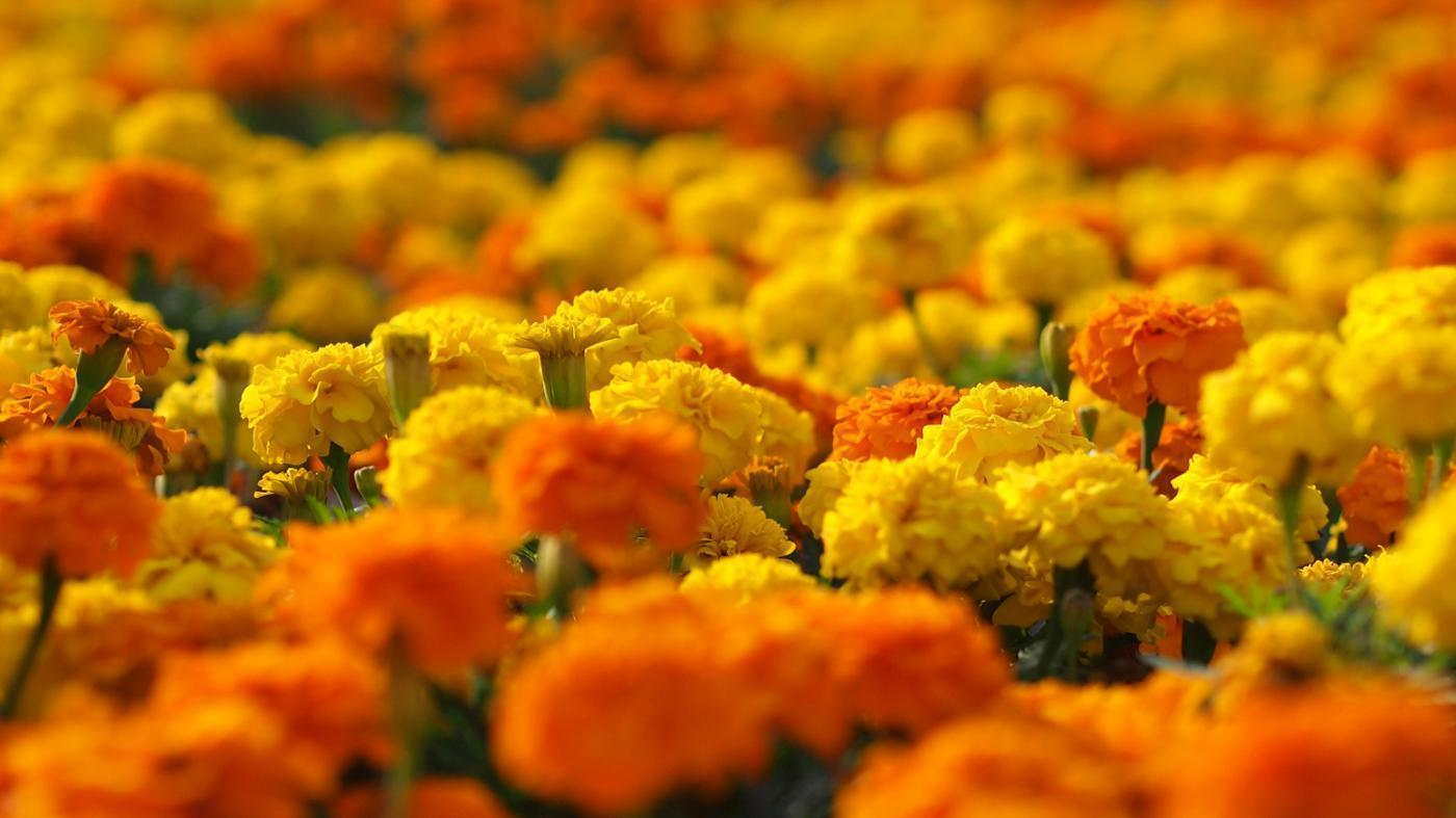 Hoa ngày Tết - hoa cúc