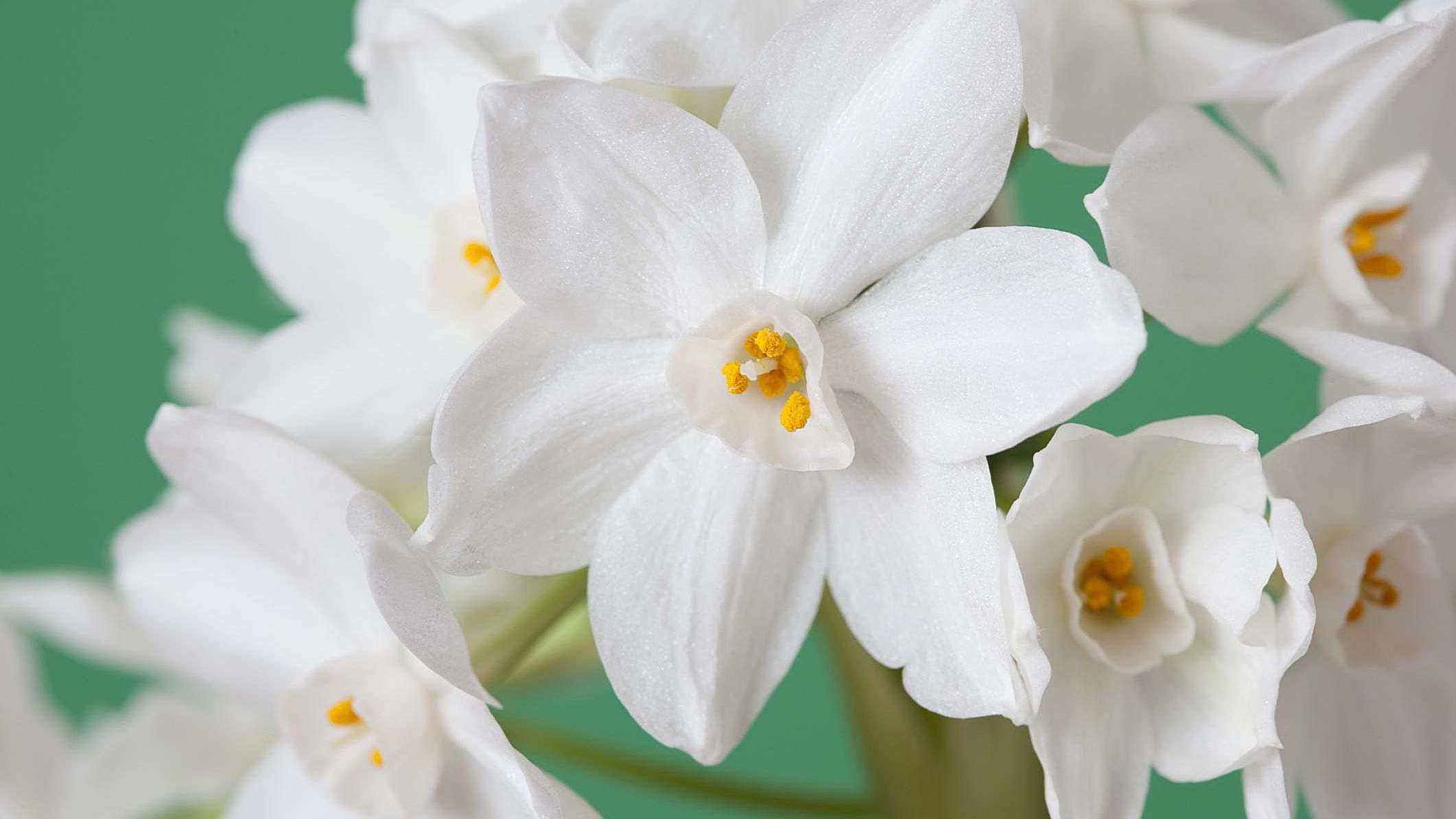 Hoa ngày Tết - hoa thủy tiên