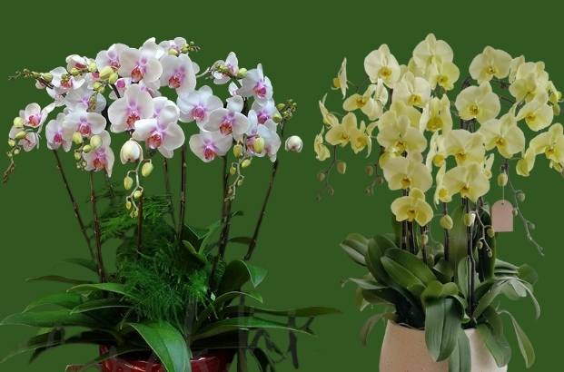 Nên tặng hoa gì vào ngày 8/3? Hoa lan hồ điệp