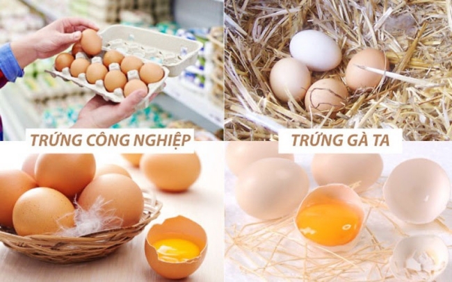 Cách phân biệt trứng gà ta và trứng gà công nghiệp