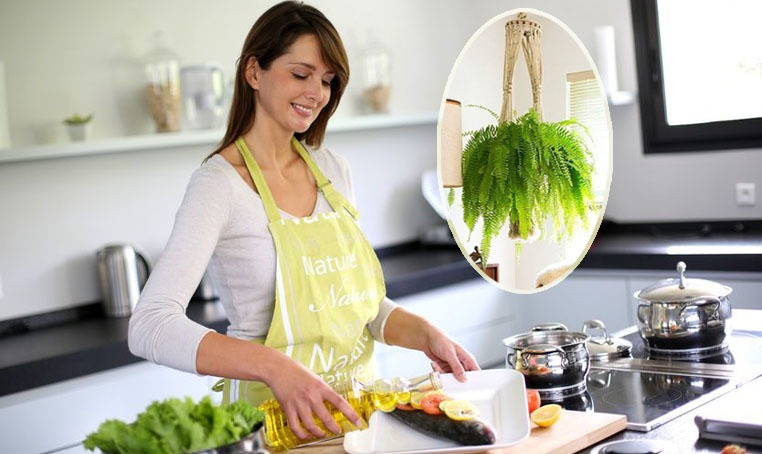 Đây là lý do các bà nội trợ nên trồng cây dương xỉ trong bếp! | Nguyễn Kim  Blog