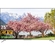 android-tivi-tcl-4k-75-inch-l75p715-1