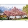 android-tivi-tcl-4k-65-inch-65p715-1